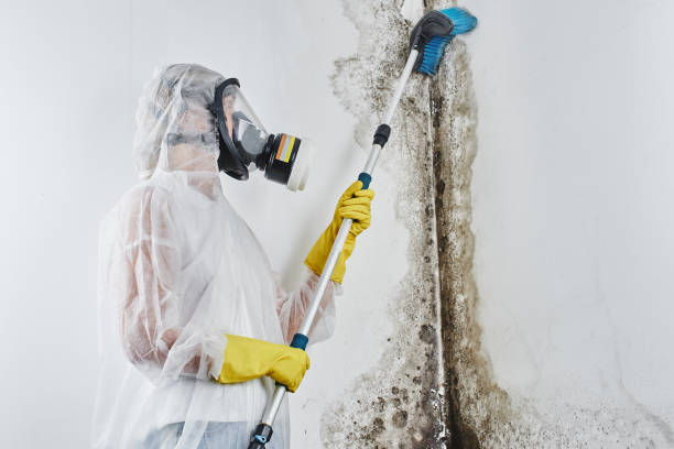 Best Insurance-Related Mold Remediation in Big Spring, TX