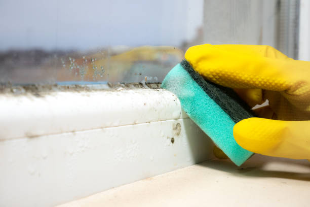 Trusted Big Spring, TX Mold Remediation Experts