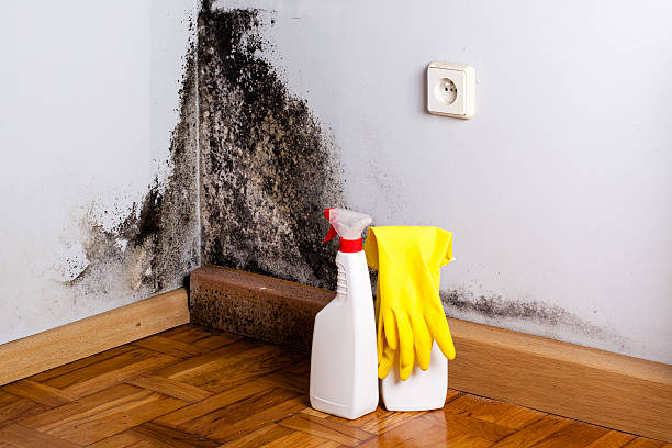 Best Post-Flood Mold Remediation in Big Spring, TX