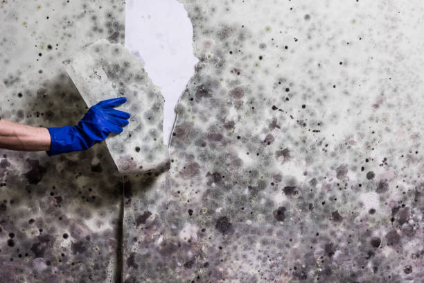 Best Localized Mold Remediation (e.g., coastal areas, humid climates) in Big Spring, TX
