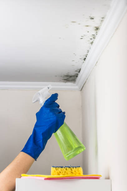Best Emergency Mold Remediation in Big Spring, TX